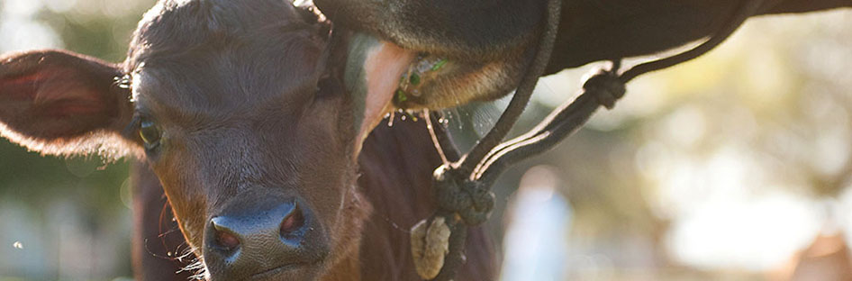 cattle